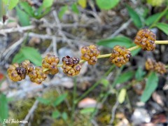 Libertia chilensis