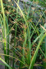 Cyperus longus longus