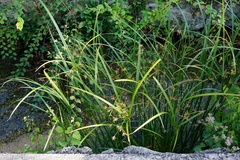 Cyperus longus longus