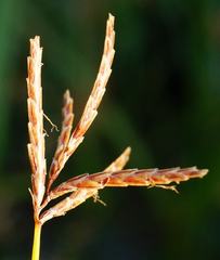 Cyperus longus longus
