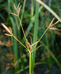 Cyperus longus longus