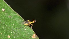 Thaumatomyia grata