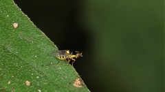 Thaumatomyia grata