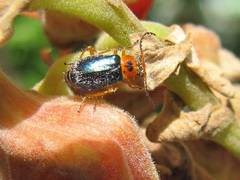 Ascolhedybius hirtus