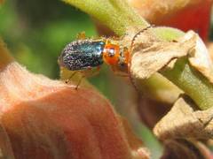 Ascolhedybius hirtus