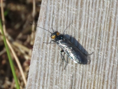 Acantholyda flaviceps