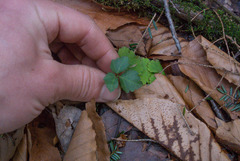 Cardamine diphylla