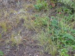 Carex siccata