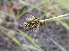 Carex siccata