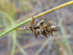 Carex siccata