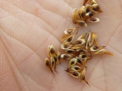 Carex siccata