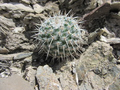Mammillaria parkinsonii