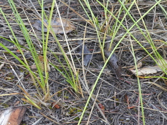 Carex siccata
