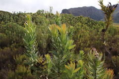 Protea coronata