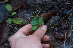 Cardamine diphylla