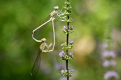 Platycnemis dealbata