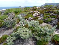 Adenanthos sericeus