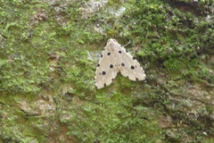 Metaemene atrigutta maculata