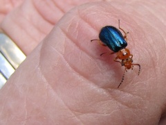 Ascolhedybius hirtus