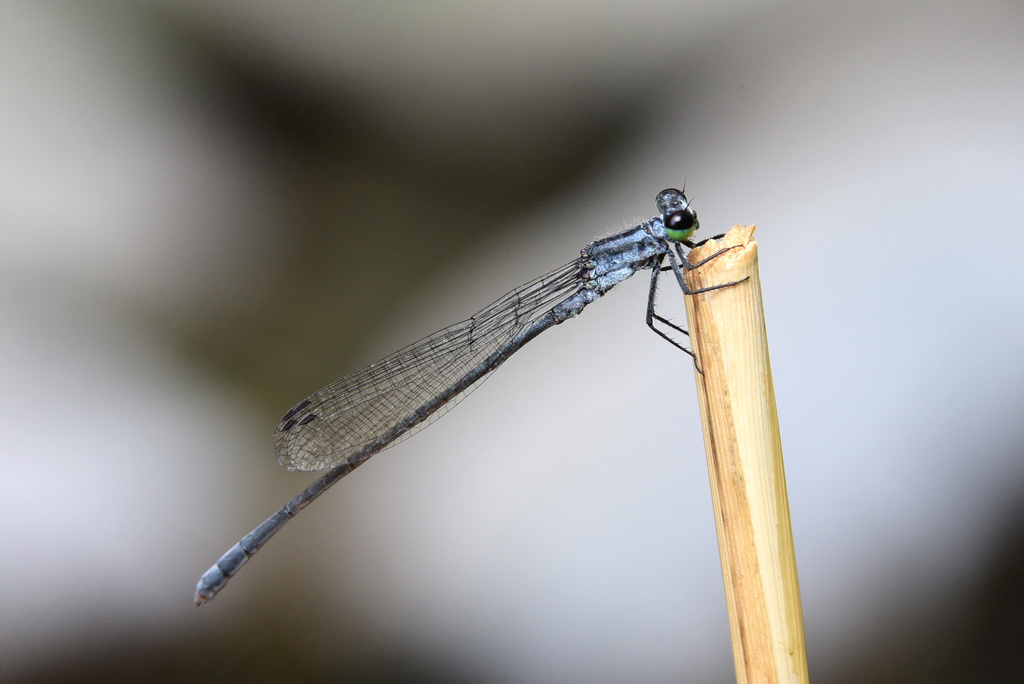 Pseudagrion syriacum