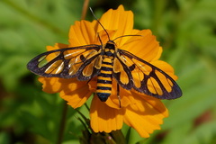 Amata perixanthia