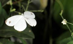 Leptosia alcesta inalcesta