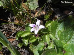 Lobelia oligophylla