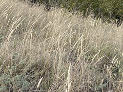 Elymus macrourus
