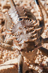 Hetrodes pupus