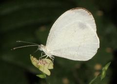 Leptosia alcesta inalcesta