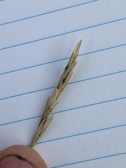 Elymus macrourus