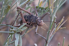 Hetrodes pupus
