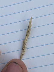 Elymus macrourus