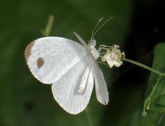 Leptosia alcesta inalcesta