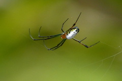 Leucauge taiwanica