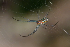 Leucauge taiwanica