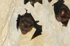 Hipposideros armiger terasensis