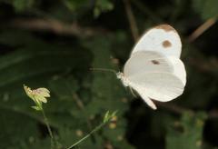 Leptosia alcesta inalcesta