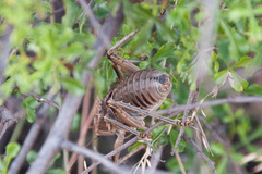 Hetrodes pupus