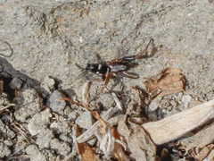 Sergiolus columbianus