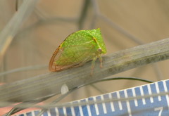 Hadrophallus bubalus