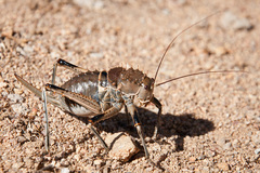 Hetrodes pupus