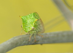 Hadrophallus bubalus