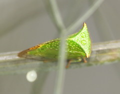 Hadrophallus bubalus