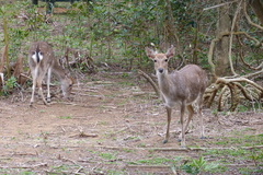 Cervus nippon taiouanus
