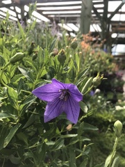 Platycodon