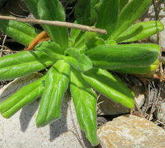 Silene undulata undulata