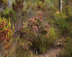 Serruria rosea