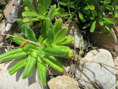 Silene undulata undulata