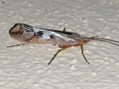 Limnephilus lunatus